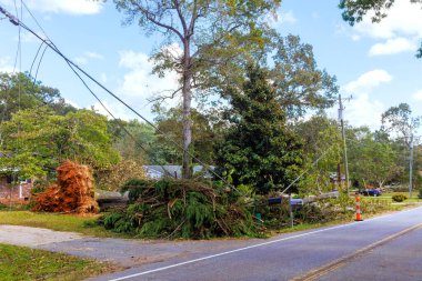 Kasırga sonrası evlerin yakınındaki yollarda büyük bir ağaç devrildi..