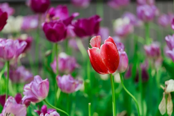Tulpaner Våren Blommor Park Trädgård — Stockfoto