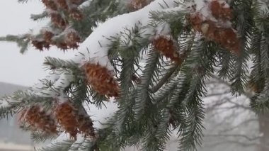 Bir kar fırtınası içinde birçok koniler ile Ladin ağacı. Gri ve fırtınalı kış günü