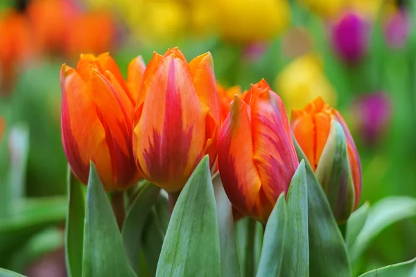 Tulpaner våren blommor — Stockfoto