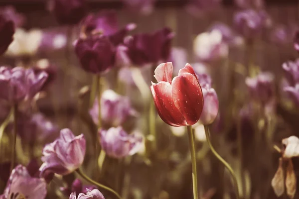 Tulpaner våren blommor — Stockfoto