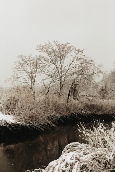 Inverno neve céu nuvem floresta — Fotografia de Stock