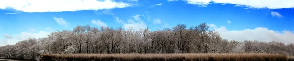 Inverno neve céu nuvem floresta — Fotografia de Stock