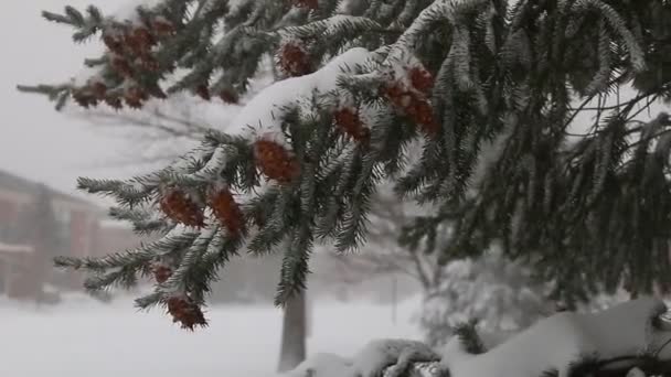 Tormenta de nieve jonas nevada — Vídeos de Stock