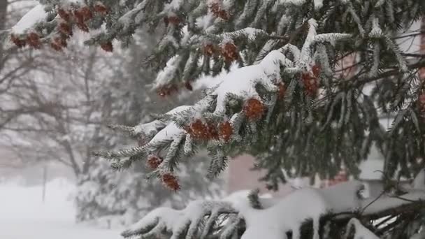 Tormenta de nieve jonas nevada — Vídeos de Stock