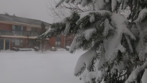 Tormenta de nieve jonas nevada — Vídeos de Stock