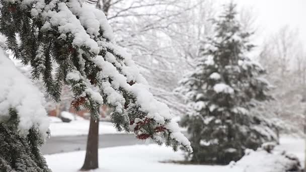 Árvore de abeto com muitos cones em uma tempestade de neve. Dia de inverno cinzento e tempestuoso — Vídeo de Stock