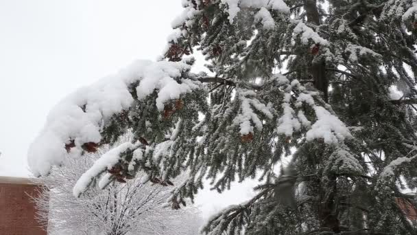 Smrk strom s mnoha kužely ve sněhové bouři. Šedá a bouřlivé zimní den — Stock video