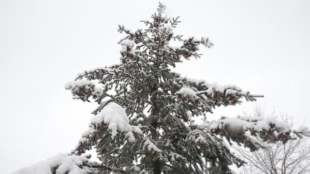 Vuren boom met veel kegels in een sneeuwstorm. Grijs en stormachtige winterdag — Stockvideo