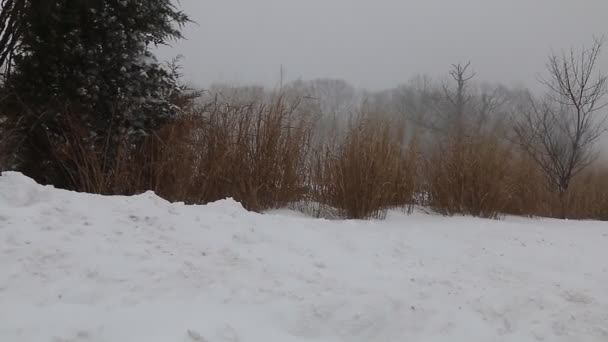 Tempestade de neve jonas tempestade de neve — Vídeo de Stock