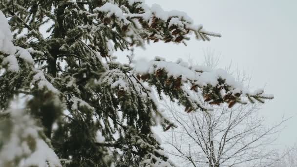Smrk strom s mnoha kužely ve sněhové bouři. Šedá a bouřlivé zimní den — Stock video