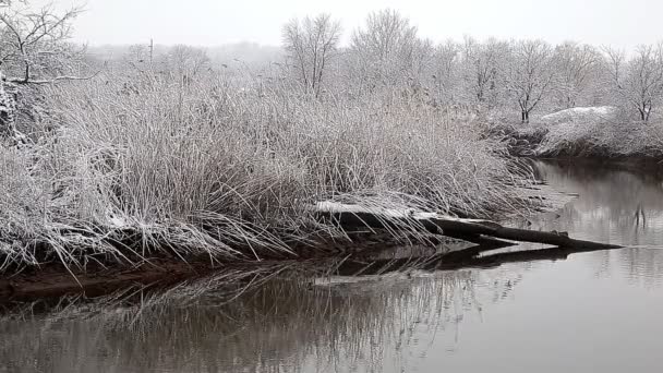 Nieve fuerte en el río. Clima de invierno — Vídeo de stock