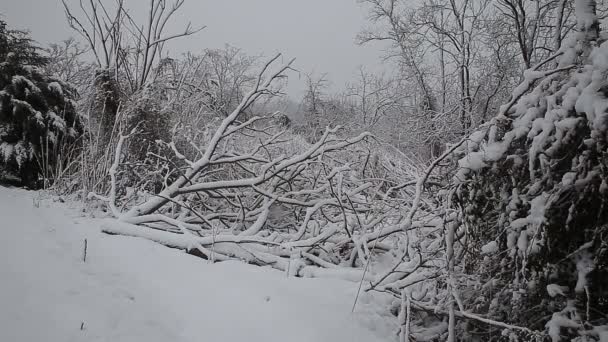 Vuren boom met veel kegels in een sneeuwstorm. — Stockvideo