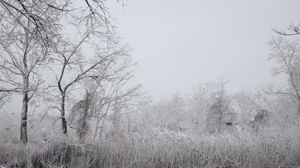 Spruce trädet med många kottar i en snöstorm. — Stockvideo