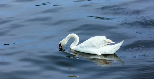 Swan lake vatten sommaren — Stockfoto