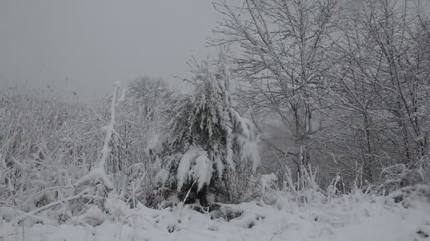 Árvore de abeto com muitos cones em uma tempestade de neve. Dia de inverno cinzento e tempestuoso — Vídeo de Stock