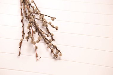 Happy Easter concept composition. Pussy willow branches with catkins, copy space