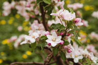 Yeşil Gargen 'de çiçek açan elma ağacının yakın plan görüntüsü. Baharda ya da yazda bahçıvanlık. Çiftlikteki bitkinin çiçeği. Kopyalama alanı olan resim. Arkaplanı bulanık yapraklı ağaç.