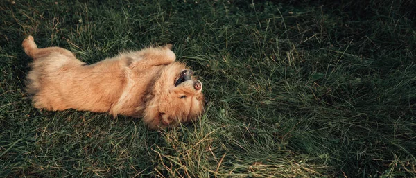 Image Fluffy Dog Lying Green Grass Sticking Out Tongue Wide — Stock Photo, Image