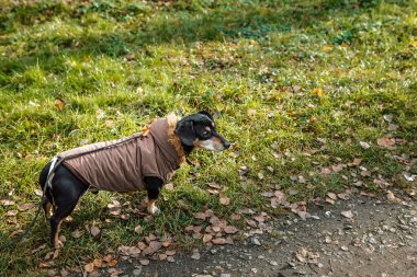 Şirin, küçük, şirin, şirin dachshund siyah ve esmer köpek yavrusunun portresi. Yeşil Park poz veriyor. Sonbahar sabahı erken saatlerde yeşil park.