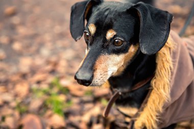 Şirin, küçük, şirin, şirin dachshund siyah ve esmer köpek yavrusunun portresi. Yeşil Park poz veriyor. Sonbahar sabahı erken saatlerde yeşil park.