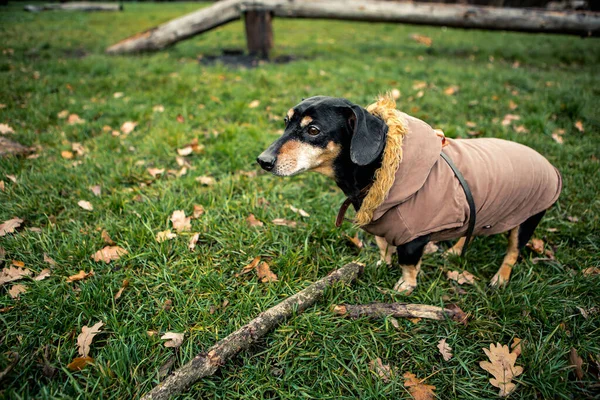 Retrato Pequeña Raza Linda Joven Adorable Perro Dachshund Negro Bronceado — Foto de Stock