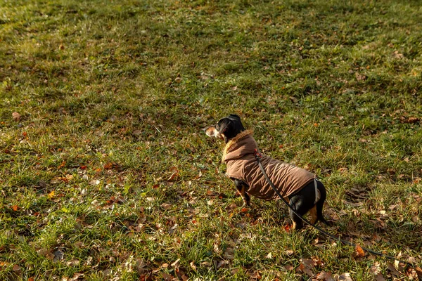 Portrait Jeune Petite Race Mignonne Adorable Teckel Noir Bronzé Chiot — Photo