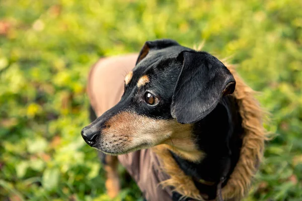 Retrato Pequeña Raza Linda Joven Adorable Perro Dachshund Negro Bronceado — Foto de Stock