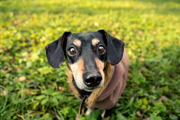 Portrait Jeune Petite Race Mignonne Adorable Teckel Noir Bronzé Chiot — Photo