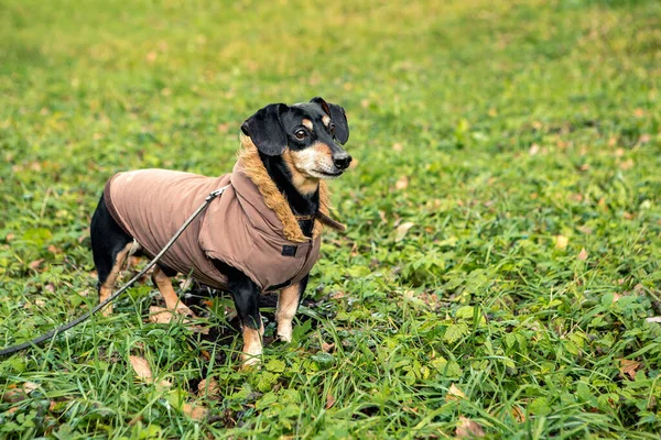 Retrato Jovem Pequena Raça Bonito Adorável Dachshund Cachorro Preto Bronzeado — Fotografia de Stock