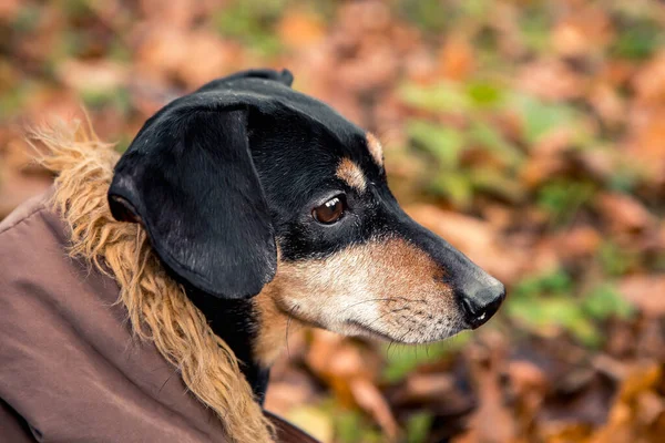 Retrato Jovem Pequena Raça Bonito Adorável Dachshund Cachorro Preto Bronzeado — Fotografia de Stock