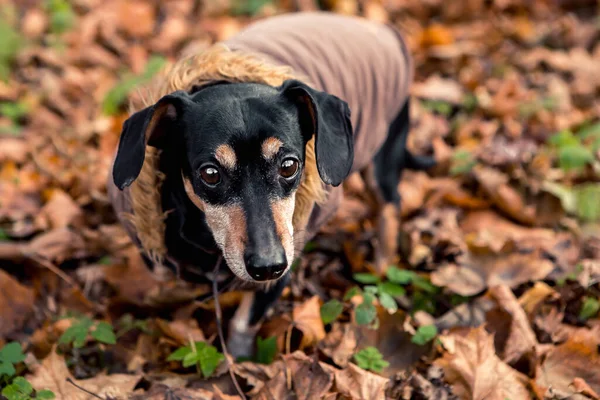 Portrait Jeune Petite Race Mignonne Adorable Teckel Noir Bronzé Chiot — Photo