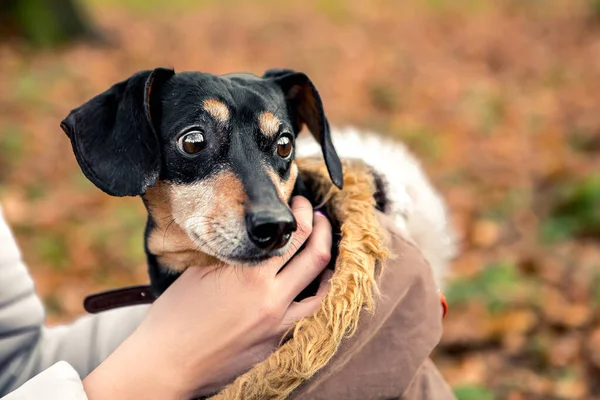 Retrato Jovem Pequena Raça Bonito Adorável Dachshund Cachorro Preto Bronzeado — Fotografia de Stock