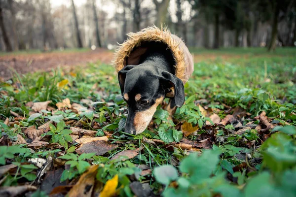 Portrait Young Little Cute Breed Adorable Dachshund Black Tan Dog — Stock Photo, Image