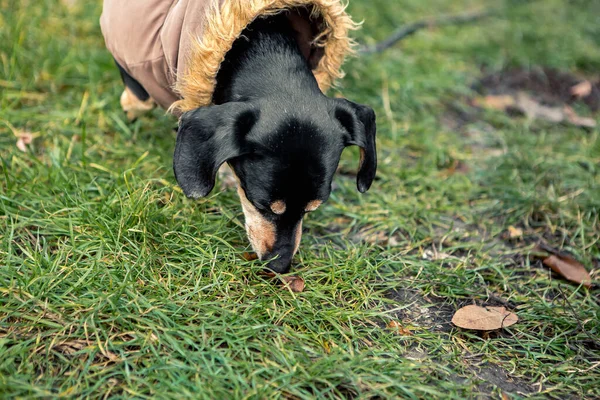 Portret Van Jonge Kleine Schattige Ras Schattig Teckel Zwart Bruin — Stockfoto