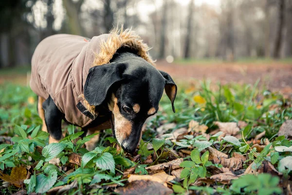 Porträt Von Jungen Kleinen Niedlichen Rasse Liebenswert Dackel Schwarz Tan — Stockfoto