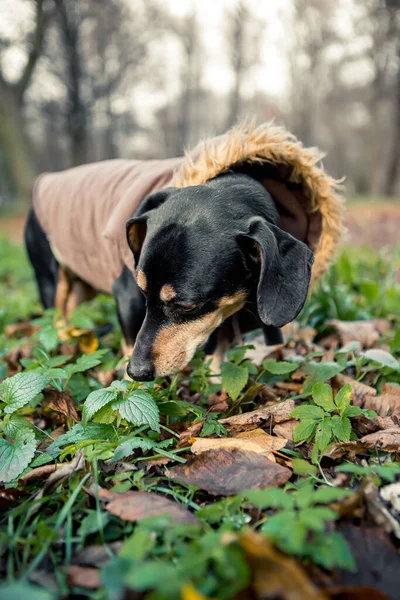 Retrato Jovem Pequena Raça Bonito Adorável Dachshund Cão Bronzeado Preto — Fotografia de Stock