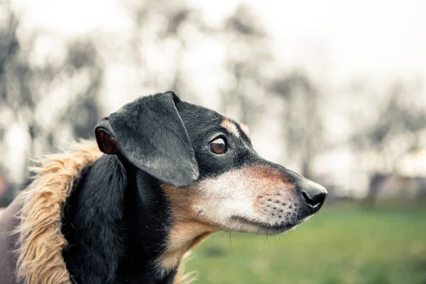 Retrato Pequeña Raza Linda Joven Adorable Perro Dachshund Negro Bronceado — Foto de Stock