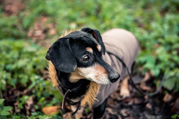 Portrait Jeune Petite Race Mignonne Adorable Teckel Noir Bronzé Chiot — Photo