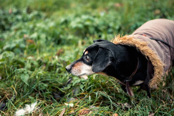 Retrato Jovem Pequena Raça Bonito Adorável Dachshund Cachorro Preto Bronzeado — Fotografia de Stock