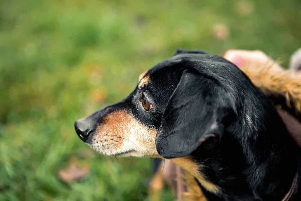 Retrato Pequeña Raza Linda Joven Adorable Perro Dachshund Negro Bronceado — Foto de Stock