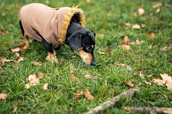 귀여운 귀여운 품종의 귀염둥이 찬순검은 강아지의 모습을 공원의 가을이른 산책을 — 스톡 사진