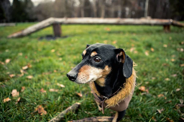 Retrato Jovem Pequena Raça Bonito Adorável Dachshund Cachorro Preto Bronzeado — Fotografia de Stock