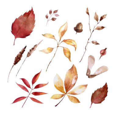Sonbahar bitkilerinin suluboya seti. Sonbahar yaprakları, yapraklar dökülür. Tasarımınız için parlak bir baskı kullanabilirsiniz.