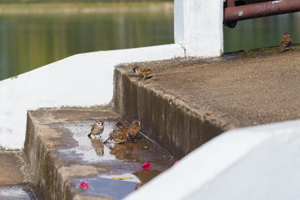 Moineau pour la natation . — Photo