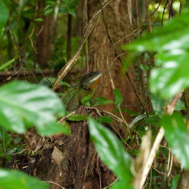 Çinhindi su dragon.