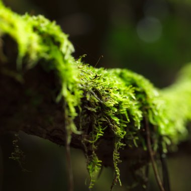 Close up moss. clipart