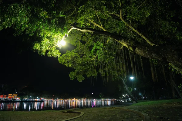 Under the tree. — Stock Photo, Image