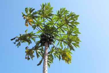 Papaya ağacını.