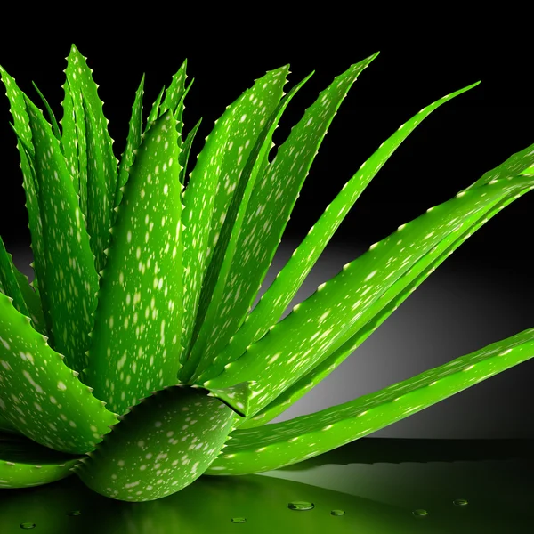 Aloe vera. Stok Fotoğraf